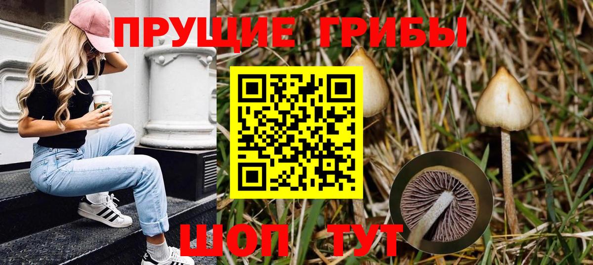Новомосковск  Галлюциногенные грибы Psilocybine cubensis  Вход с VPN 